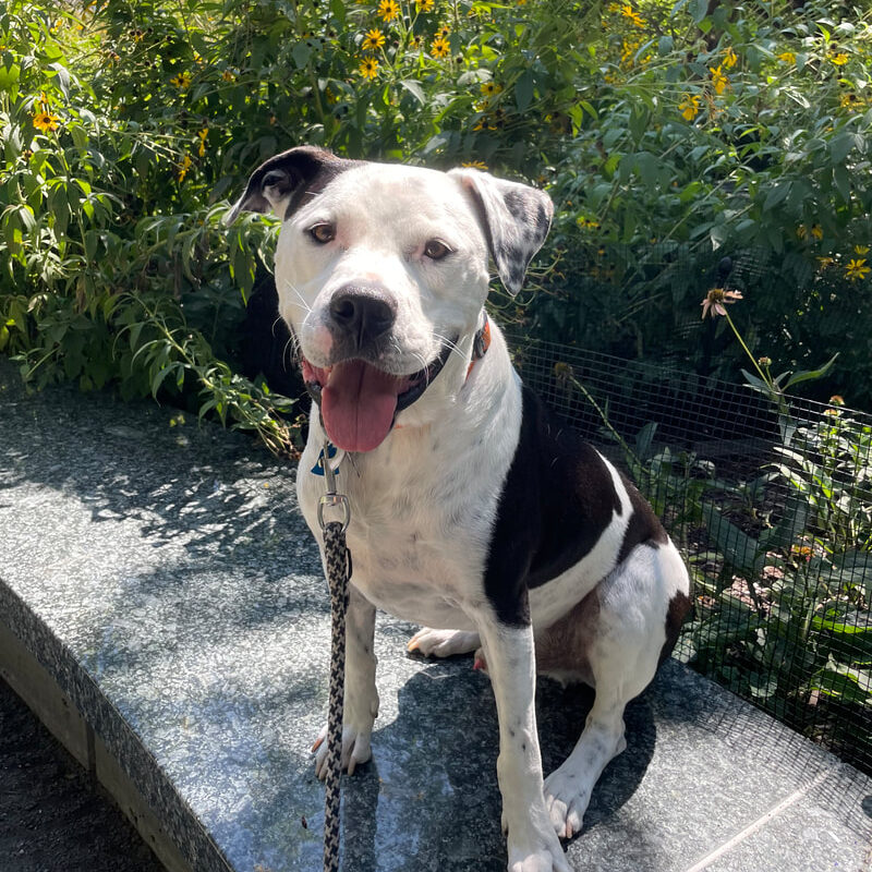 Cow the therapy dog